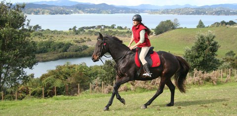 HorseTrekn