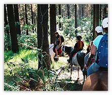 Forest Ride