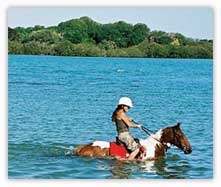 Taking the horse into water